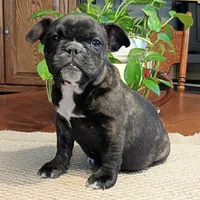 Sadie/HOLD, a female English Bulldog and French Bulldog for sale in Springfield, MO – Photo 1 of 5