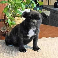 Sadie/HOLD, a female English Bulldog and French Bulldog for sale in Springfield, MO – Photo 3 of 5