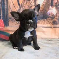 Sadie/HOLD, a female English Bulldog and French Bulldog for sale in Springfield, MO – Photo 4 of 5