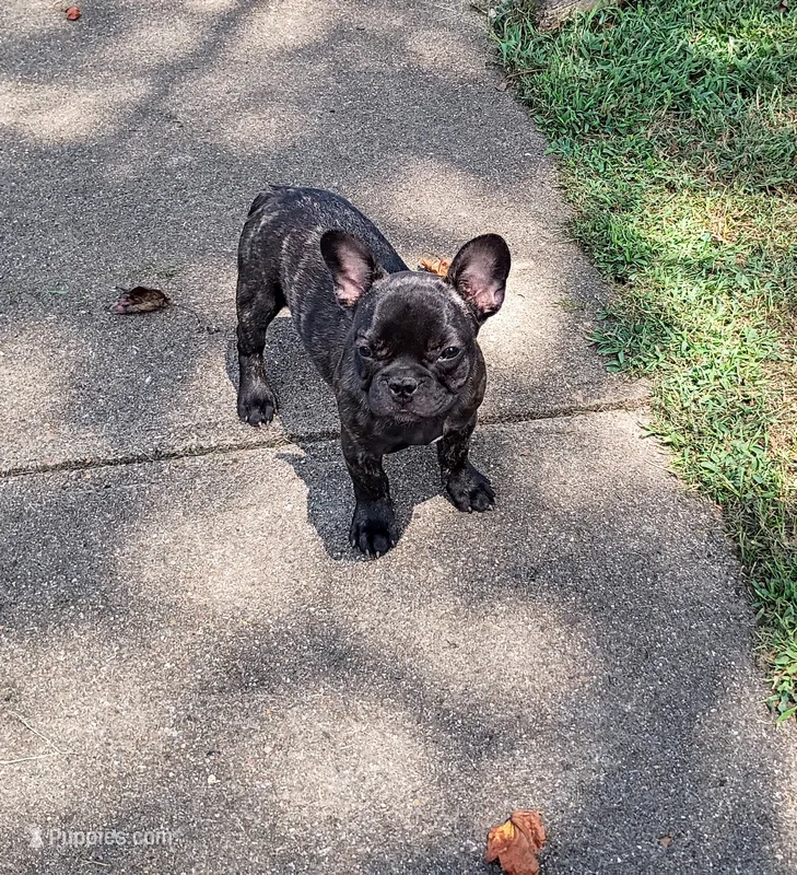 Spencer – French Bulldog puppy for sale in Springfield, MO