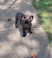 Spencer, a male French Bulldog for sale in Springfield, MO – 3 of 3