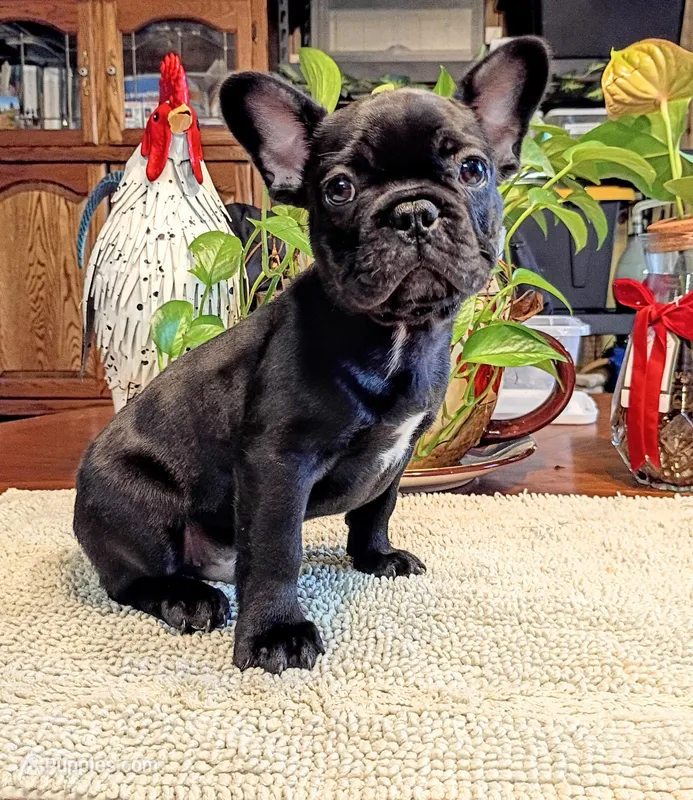Scout – French Bulldog puppy for sale in Springfield, MO