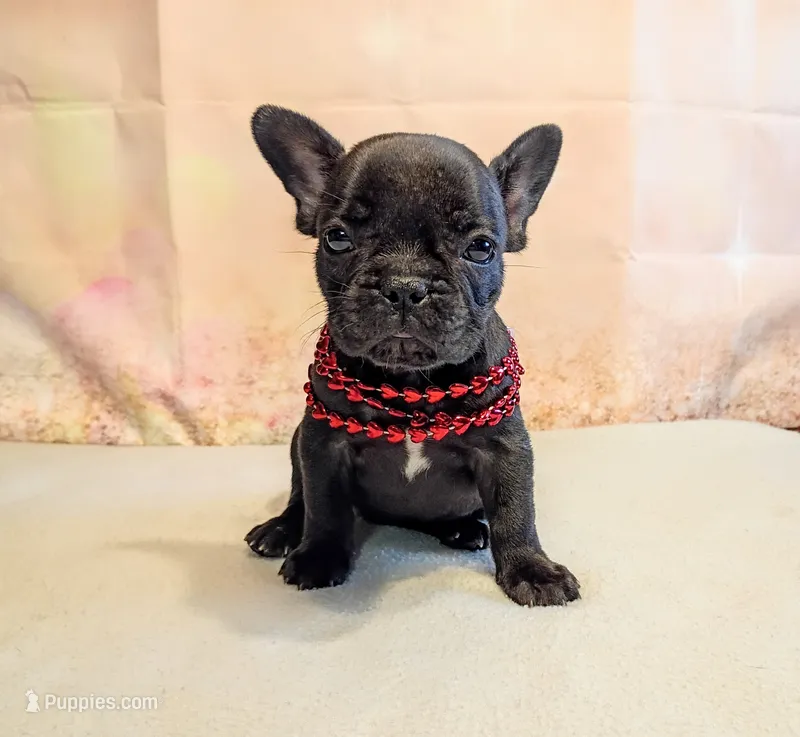 Tia – French Bulldog puppy for sale in Springfield, MO