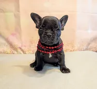 Tia, a male French Bulldog for sale in Springfield, MO – 1 of 5