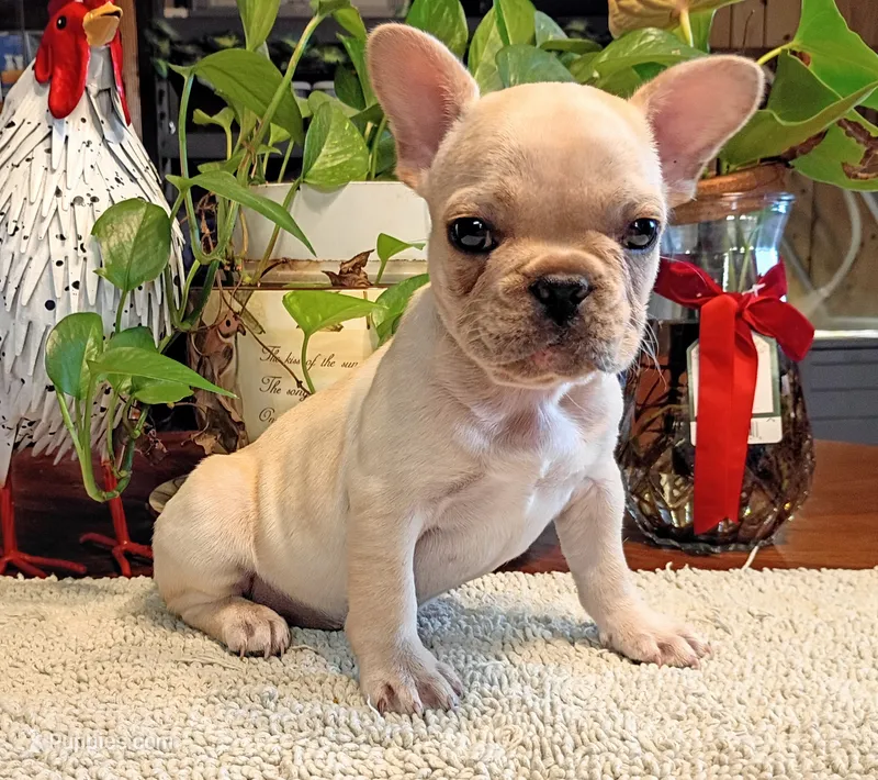 Suki – French Bulldog puppy for sale in Springfield, MO