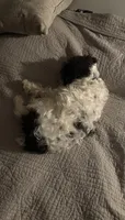Winston, a male Miniature Schnauzer for sale in Stuarts Draft, VA – 4 of 8