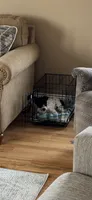 Winston, a male Miniature Schnauzer for sale in Stuarts Draft, VA – 8 of 8