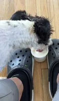 Winston, a male Miniature Schnauzer for sale in Stuarts Draft, VA – 3 of 8