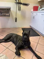 Gentle Adult Cane Corso, a female Cane Corso for sale in Stuarts Draft, VA – 3 of 4