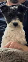 Winston, a male Miniature Schnauzer for sale in Stuarts Draft, VA – 6 of 8