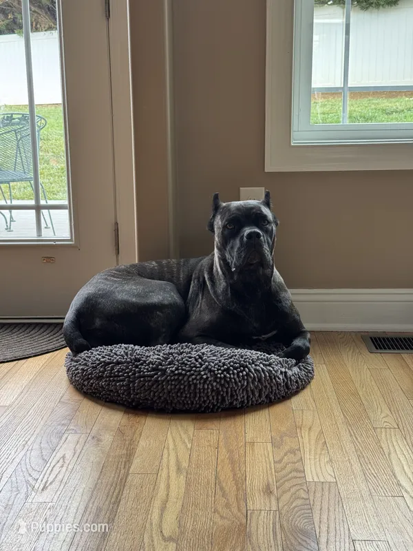 Gentle Adult Cane Corso – Cane Corso puppy for sale in Stuarts Draft, VA