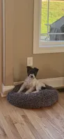 Winston, a male Miniature Schnauzer for sale in Stuarts Draft, VA – 7 of 8