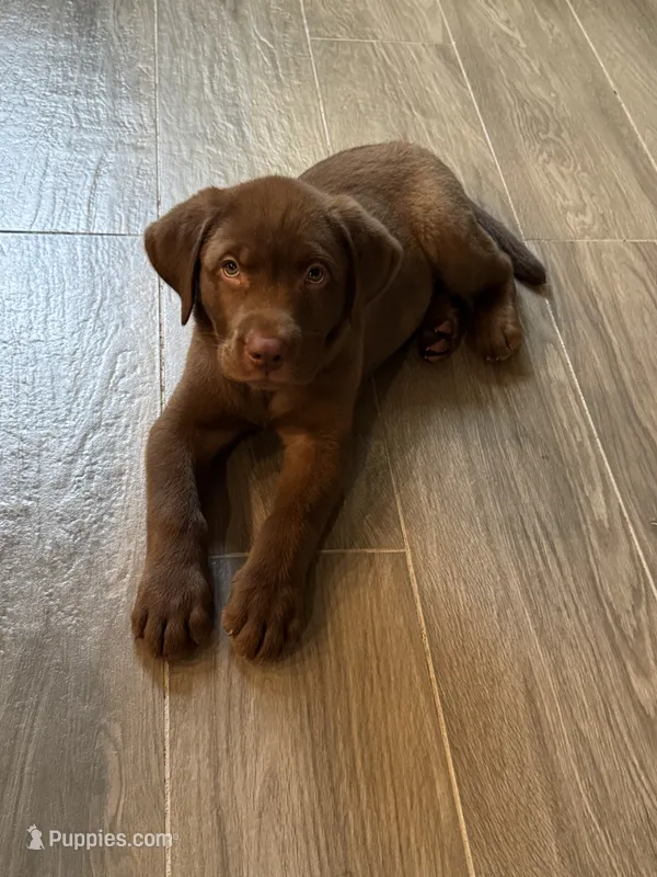 Rafa  – Labrador Retriever puppy for sale in Orlando, FL