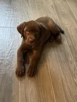 Rafa , a male Labrador Retriever for sale in Orlando, FL – 1 of 7