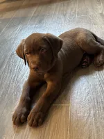 Rafa , a male Labrador Retriever for sale in Orlando, FL – 6 of 7