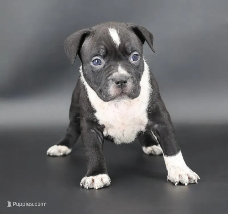 Yarrow - XL - ABKC – American Bully puppy for sale in Champaign, IL