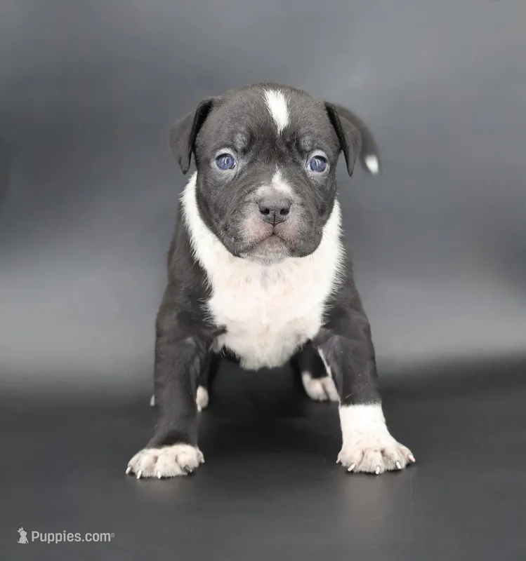 Yarrow - XL - ABKC – American Bully puppy for sale in Champaign, IL