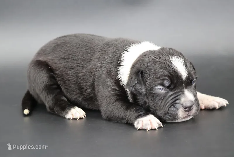 Yarrow - XL - ABKC – American Bully puppy for sale in Champaign, IL