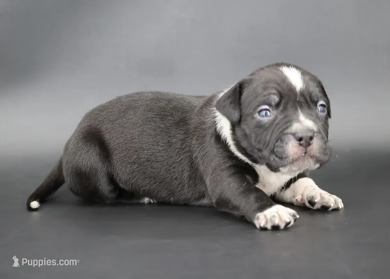 Yarrow - XL - ABKC – American Bully puppy for sale in Champaign, IL