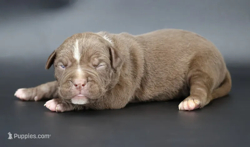 Zara - XL - ABKC – American Bully puppy for sale in Champaign, IL