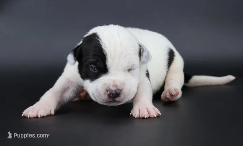 Orion - XL - ABKC – American Bully puppy for sale in Champaign, IL