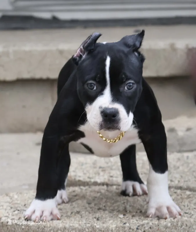 Gardenia - XL - ABKC – American Bully puppy for sale in Champaign, IL