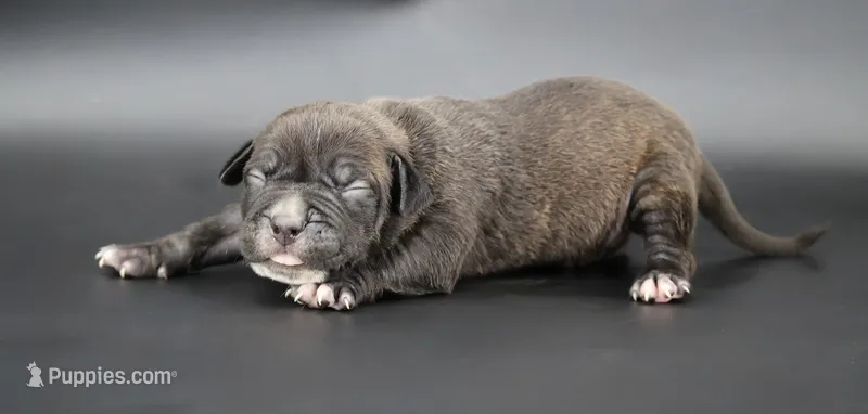 Osiris - XL - ABKC – American Bully puppy for sale in Champaign, IL