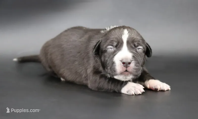 Harmonia - XL - ABKC – American Bully puppy for sale in Champaign, IL