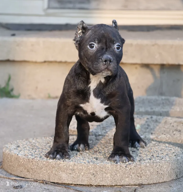 Osiris - XL - ABKC - Ears cropped  – American Bully puppy for sale in Champaign, IL