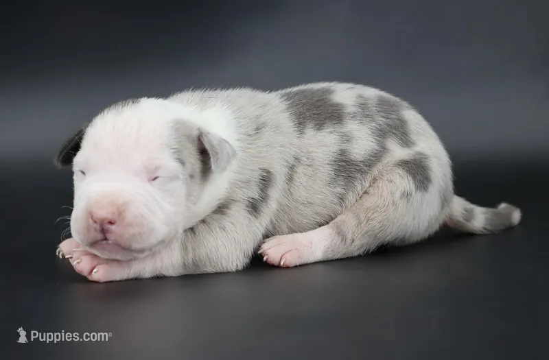 Uriel - XL - ABKC – American Bully puppy for sale in Champaign, IL