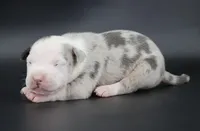 Uriel - XL - ABKC, a male American Bully for sale in Champaign, IL – 1 of 2