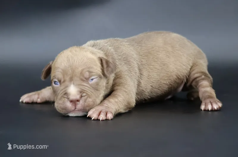 Ramses - XL - ABKC – American Bully puppy for sale in Champaign, IL