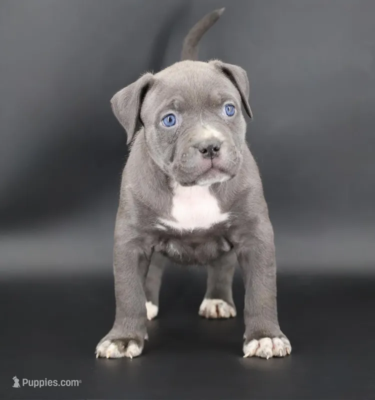 Duchess - XL - ABKC – American Bully puppy for sale in Champaign, IL