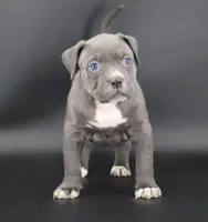 Duchess - XL - ABKC, a female American Bully for sale in Champaign, IL – 1 of 2