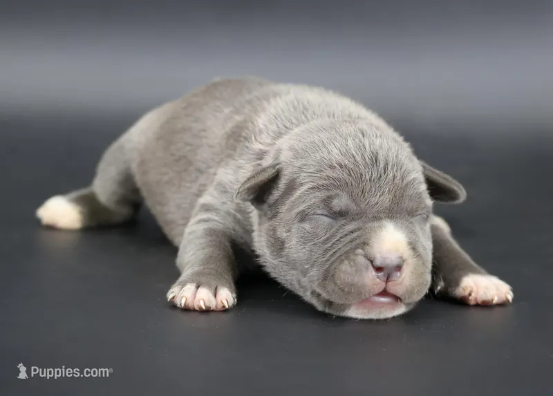 Duchess - XL - ABKC – American Bully puppy for sale in Champaign, IL