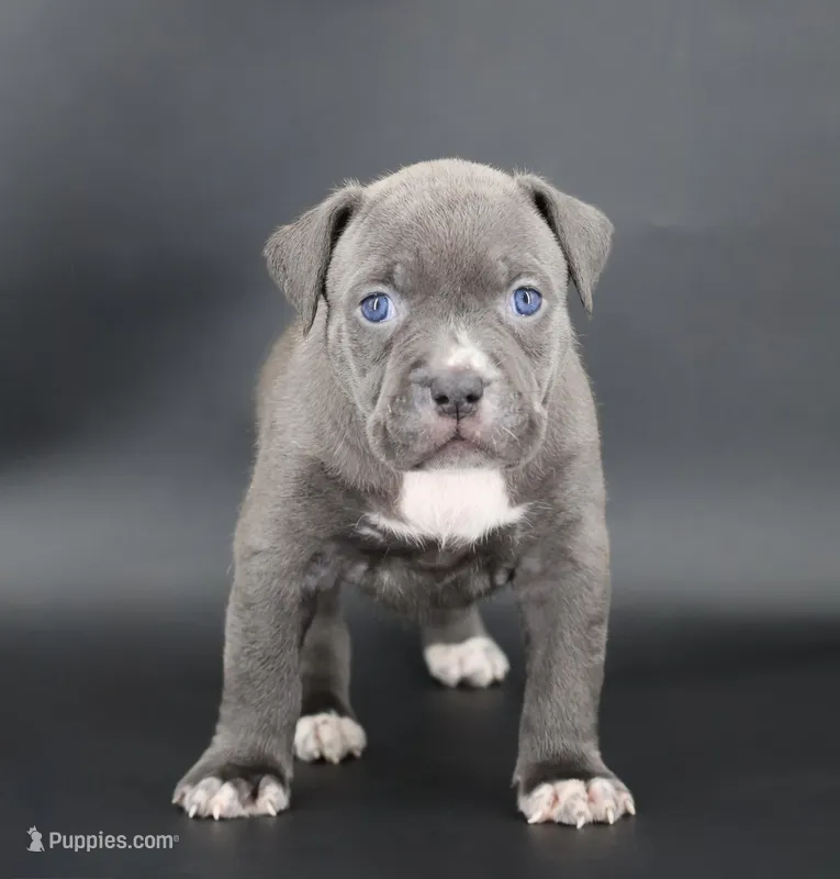 Duchess - XL - ABKC – American Bully puppy for sale in Champaign, IL