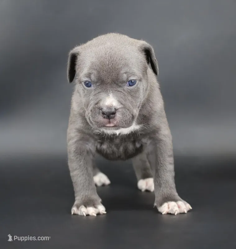 Duchess - XL - ABKC – American Bully puppy for sale in Champaign, IL