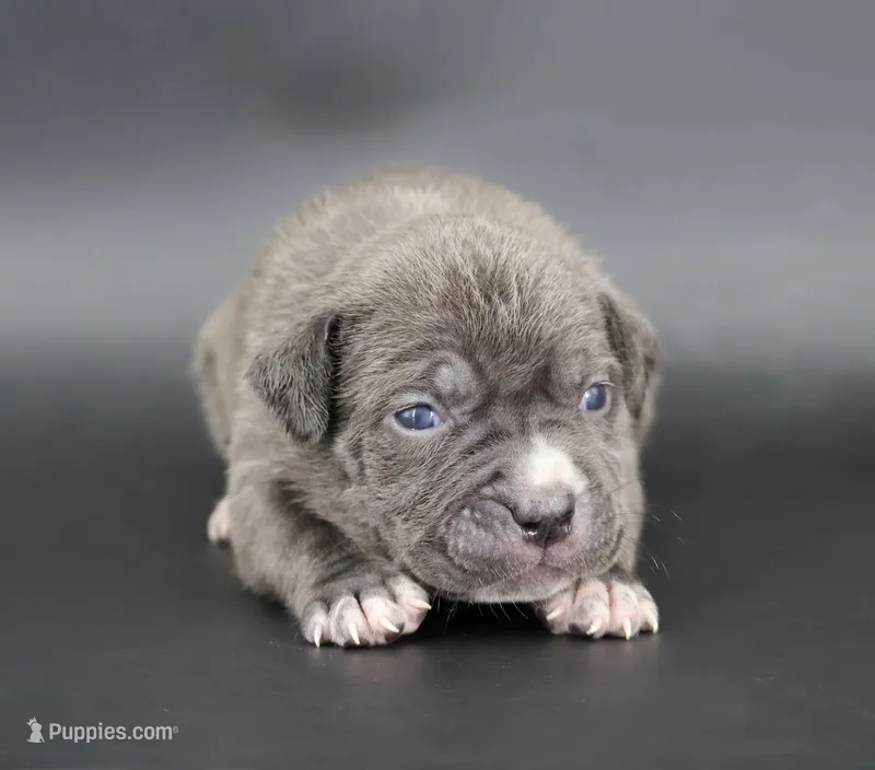 Duchess - XL - ABKC – American Bully puppy for sale in Champaign, IL