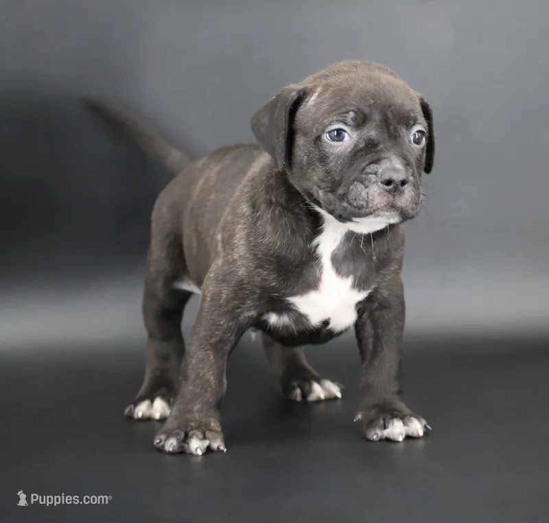Osiris - XL - ABKC – American Bully puppy for sale in Champaign, IL