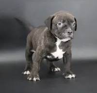 Osiris - XL - ABKC, a male American Bully for sale in Champaign, IL – 1 of 3