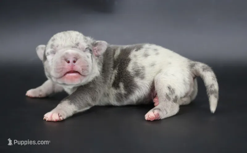 Sincere - XL - ABKC – American Bully puppy for sale in Champaign, IL