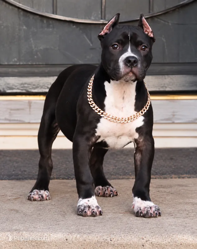 Harmonia - XL - ABKC  – American Bully puppy for sale in Champaign, IL