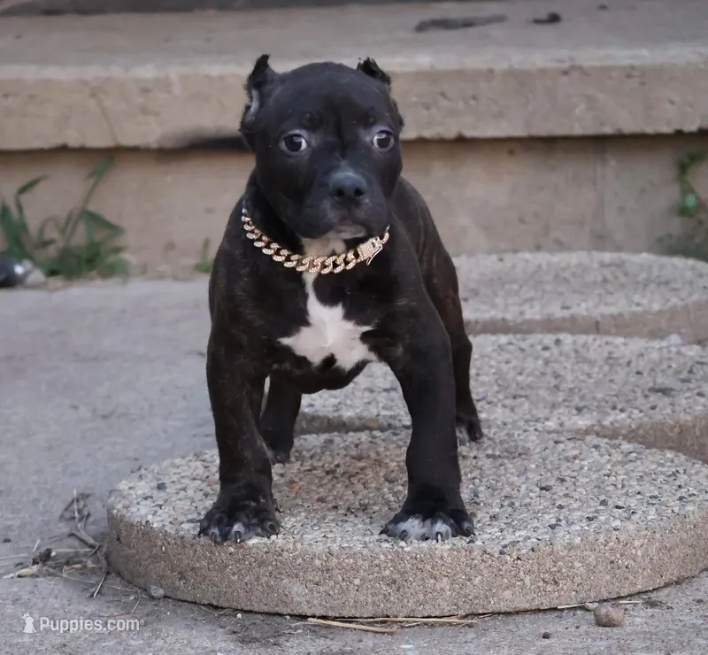 Osiris - XL - ABKC  – American Bully puppy for sale in Champaign, IL