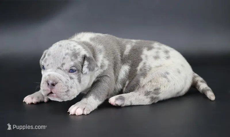Sincere - XL - ABKC – American Bully puppy for sale in Champaign, IL