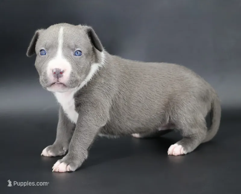 Esther - XL - ABKC – American Bully puppy for sale in Champaign, IL