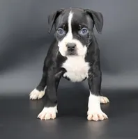 Gardenia - XL - ABKC, a female American Bully for sale in Champaign, IL – 3 of 3