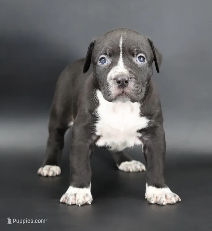 Harmonia - XL - ABKC – American Bully puppy for sale in Champaign, IL