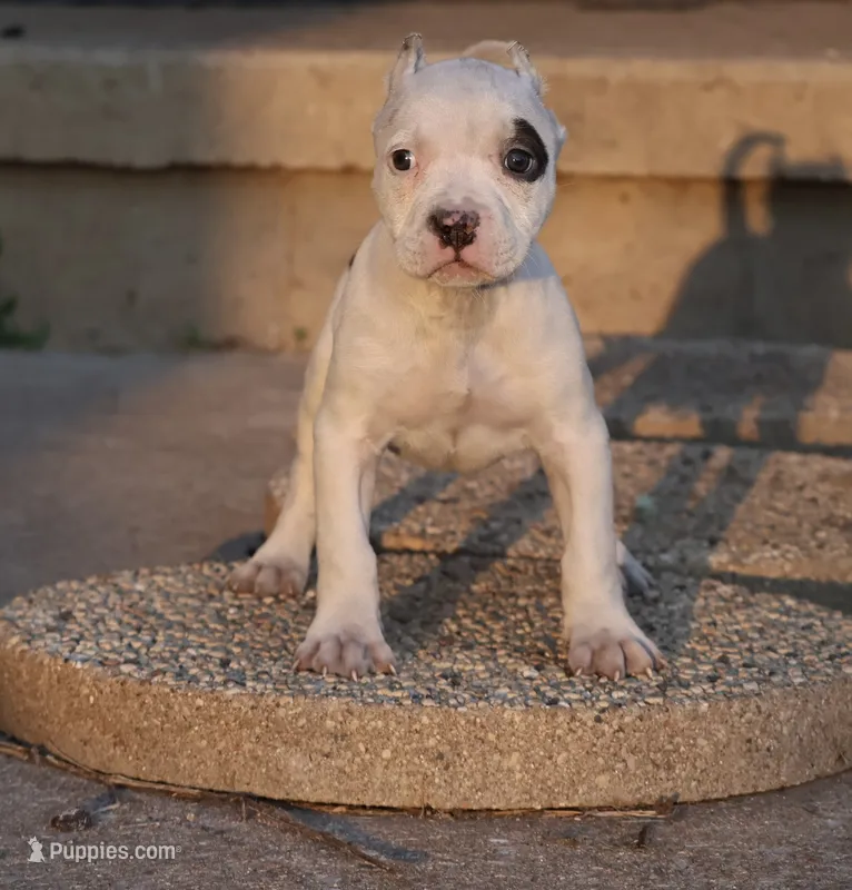 Helen - XL - ABKC - Ears cropped  – American Bully puppy for sale in Champaign, IL