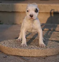 Helen - XL - ABKC - Ears cropped , a male American Bully for sale in Champaign, IL – 1 of 2