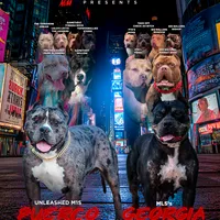 Mulan - XL - ABKC, a female American Bully for sale in Champaign, IL – Photo 2 of 2